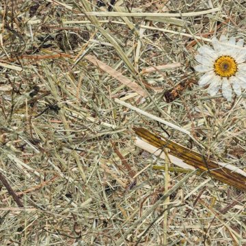 Organoid Wildspitze Margeritta Flax