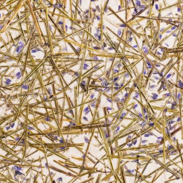 Organoid Lawendl medium Flax