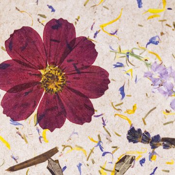 Organoid Carpe Diem Flax