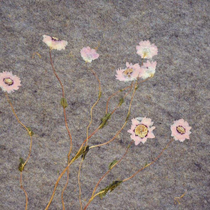 Organoid Rosy Everlasting Flax