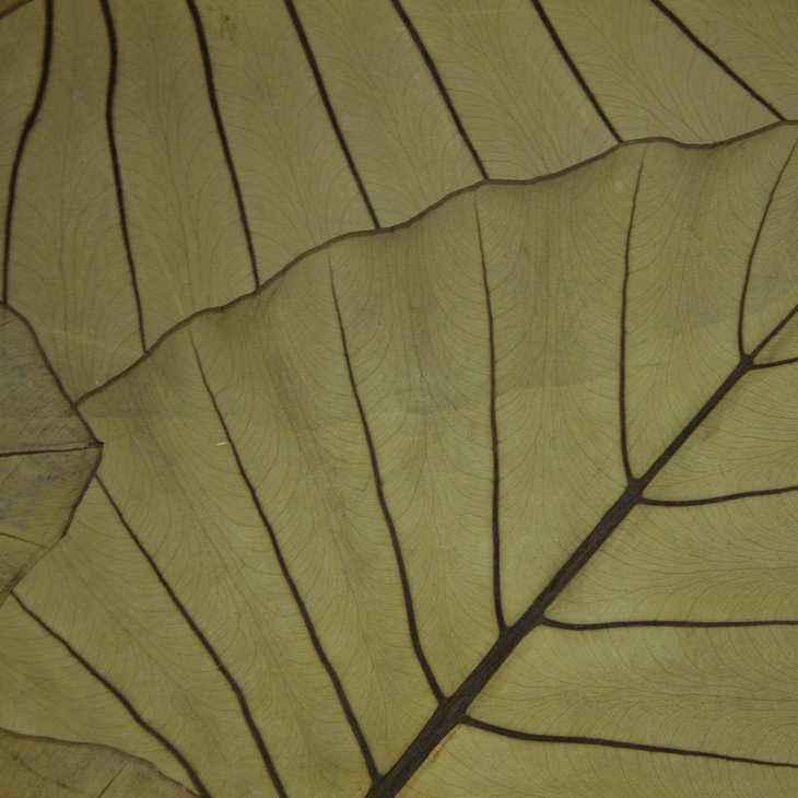 Organoid Jungle King Flax