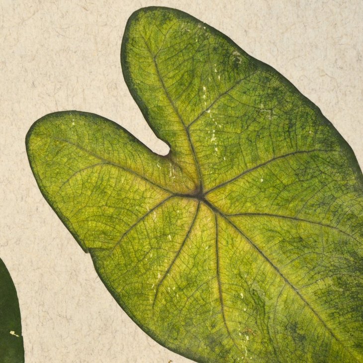 Organoid Tropical Heart Flax