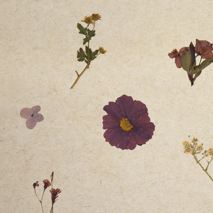 Organoid Violette Flax