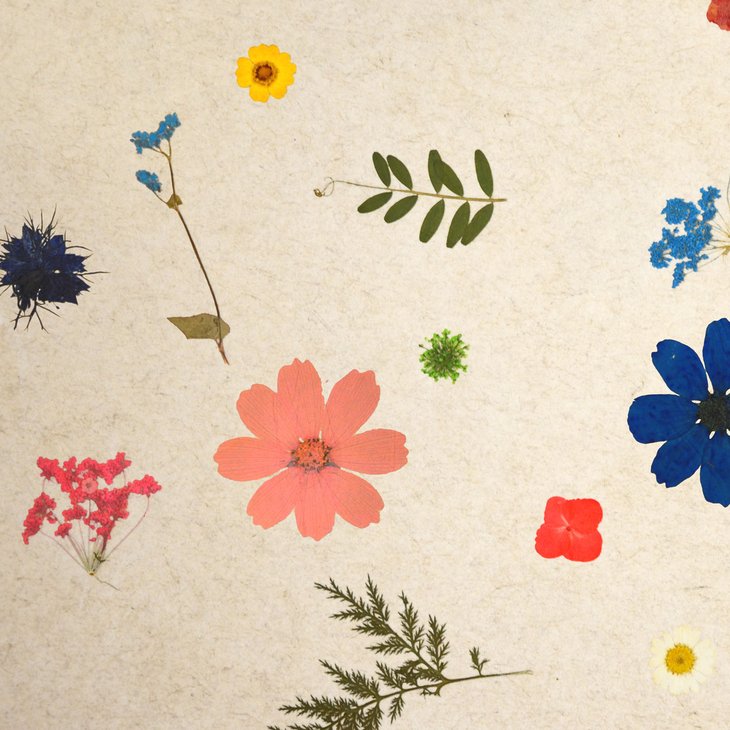 Organoid Superbloom Flax